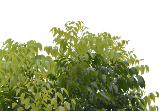 green bush isolated transparency background.