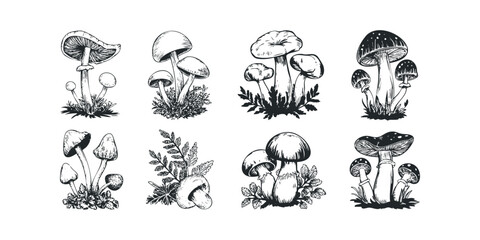 Fototapeta premium Set of various hand drawn mushrooms with foliage