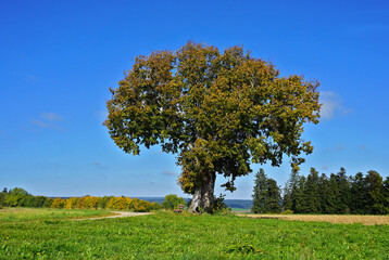 Herbstlich gefärbte Linde im Schwarzwald bei Dornhan und Loßburg