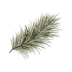 Fir branch botanical watercolor illustration