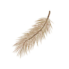 Fir branch botanical watercolor illustration
