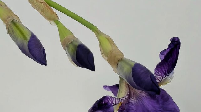 Iris che fiorisce rapidamente in timelapse