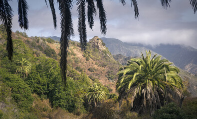 Exploring the Lush Landscapes of La Gomera in Vibrant Nature, Spain