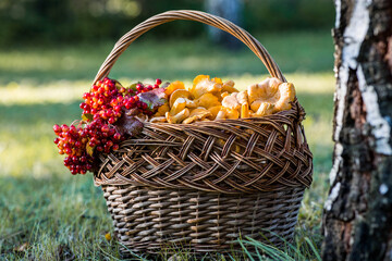 Yellow chanterelles in a beautiful wicker basket in a birch forest. Noble edible chanterelle...