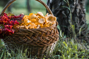 Yellow chanterelles in a beautiful wicker basket in a birch forest. Noble edible chanterelle...