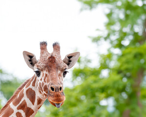 A giraffe is pointing its tongue out towards the camera