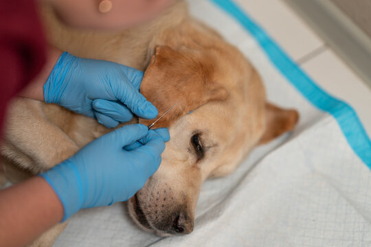 A veterinarian takes blood from the ear of a diabetic dog to measure blood sugar levels with a glucometer.
