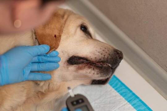 A veterinarian takes blood from the ear of a diabetic dog to measure blood sugar levels with a glucometer.