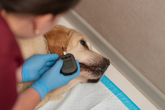 A veterinarian takes blood from the ear of a diabetic dog to measure blood sugar levels with a glucometer.