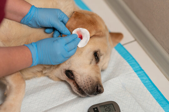 A veterinarian takes blood from the ear of a diabetic dog to measure blood sugar levels with a glucometer.
