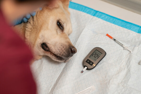 A veterinarian takes blood from the ear of a diabetic dog to measure blood sugar levels with a glucometer.