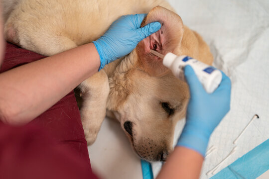 A veterinarian cleans a dog's ears. Treatment for otitis, ear mites, or allergies in dogs.