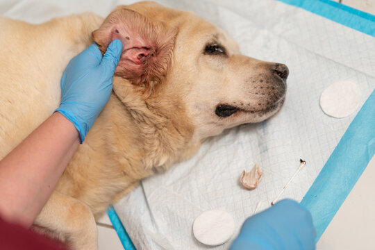 A veterinarian cleans a dog's ears. Treatment for otitis, ear mites, or allergies in dogs.