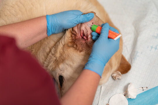 A veterinarian cleans a dog's ears. Treatment for otitis, ear mites, or allergies in dogs.