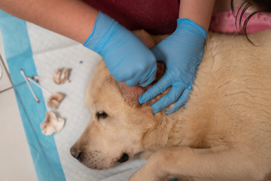 A veterinarian cleans a dog's ears. Treatment for otitis, ear mites, or allergies in dogs.