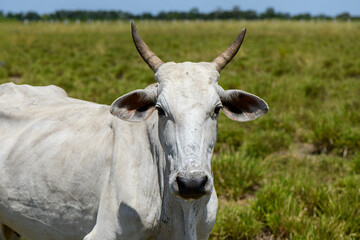 Close-up of Nelore cattle with horns, Sapé, Paraíba, Brazil