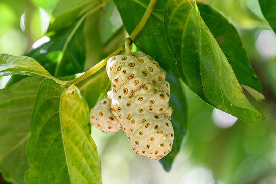Close-up of noni fruit (Morinda citrifolia) on tree