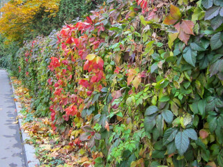 Colorful autumn leaves at hedge with curb and road.