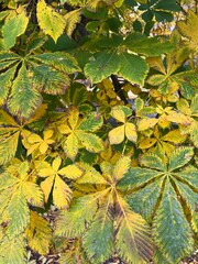 Yellow chestnut leaves on a tree branch - Aesculus hippocastanum in autumn