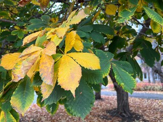 Yellow chestnut leaves on a tree branch - Aesculus hippocastanum in autumn