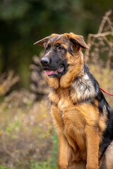 german shepherd puppy