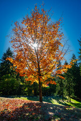 Burien Golden Leaves 2