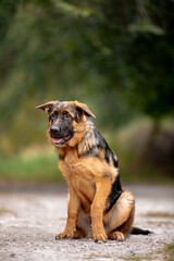 german shepherd puppy
