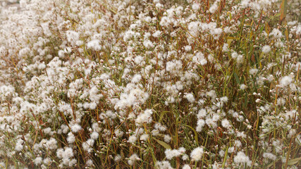 Fototapeta premium Dandelions, white flowers, airy, beautiful nature background