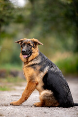 german shepherd puppy