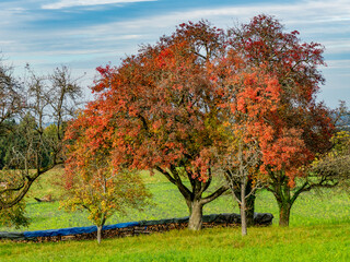 Brennholzlager auf einer Wiese im Herbst © focus finder