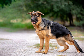 german shepherd puppy