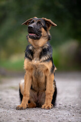 german shepherd puppy
