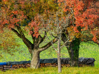 Brennholzlager auf einer Wiese im Herbst © focus finder