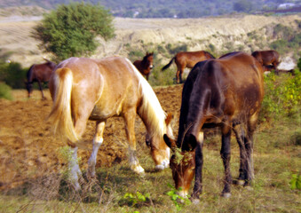 Fototapeta premium group of Wild horsesin green meadows 