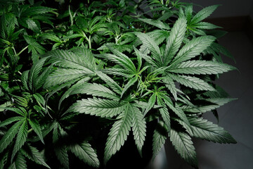 Cannabis CBD plant close up. Layout of fresh marijuana leaves, blooming bush background, top view,...