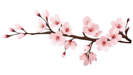Fototapeta premium Realistic pink cherry blossom branch with multiple flowers, transparent background PNG