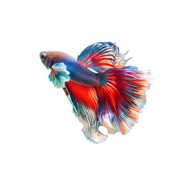 Obraz premium Close-up shot of a vibrant betta fish with red, blue, and orange fins swimming against a clean white background.