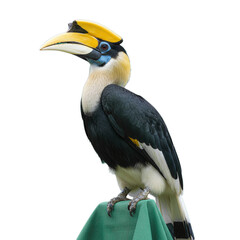 Obraz premium hornbill bird isolated on transparent background