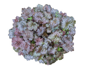 Heuchera or coral bells plant isolated on transparent background, ideal plant for ground cover or borders. PNG image.
