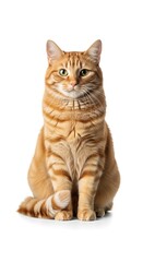A fully-frontal, studio-lit shot of an orange tabby cat seated upright against a stark white backdrop. Its gaze is directed towards the camera