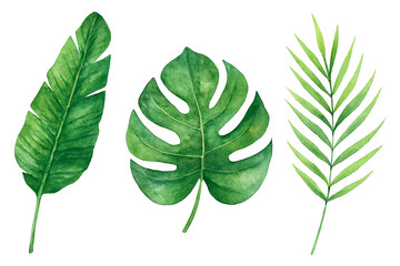 green leaves isolated on white background