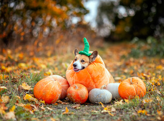 A cute corgi dog in a pumpkin carnival costume sits among orange vegetables in an autumn park on Halloween.