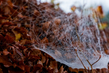 Morning spider web with dew drops on it