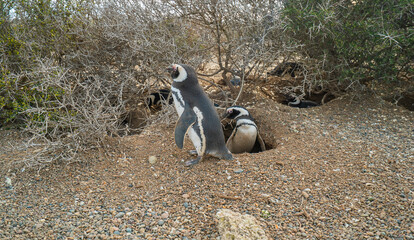 Two penguins are standing on a rocky surface