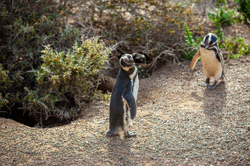 Two penguins are standing on a rocky surface