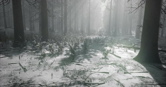 A serene winter forest landscape where soft sunlight penetrates the mist, illuminating patches of snow and revealing the tall, shadowy trees and groomed underbrush.