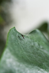 Asian tiger mosquito resting on textured green leaf in soft bokeh vertical