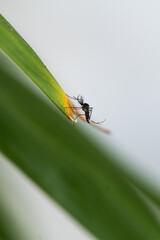 Insect resting on green leaf with clean minimal background vertical