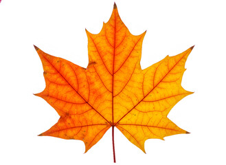 Fototapeta premium Vibrant Orange Maple Leaf on White Background