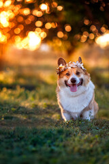 cute corgi dog in a golden wreath walking in an evening sunny park